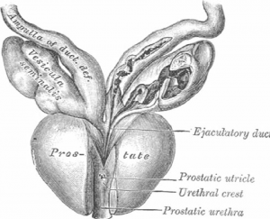 figura 3 Vesículas seminais e ductos deferentes. Extraído de Gray H. Anatomy of the human body. Philadelphia: Lea & Febiger, 1918; Fig. 1153.